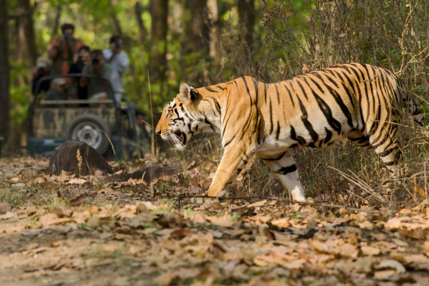 tiger in Jim corbet