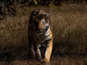 Tiger in Andheri tadoba