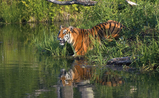 Tiger in the sundarban mangrove