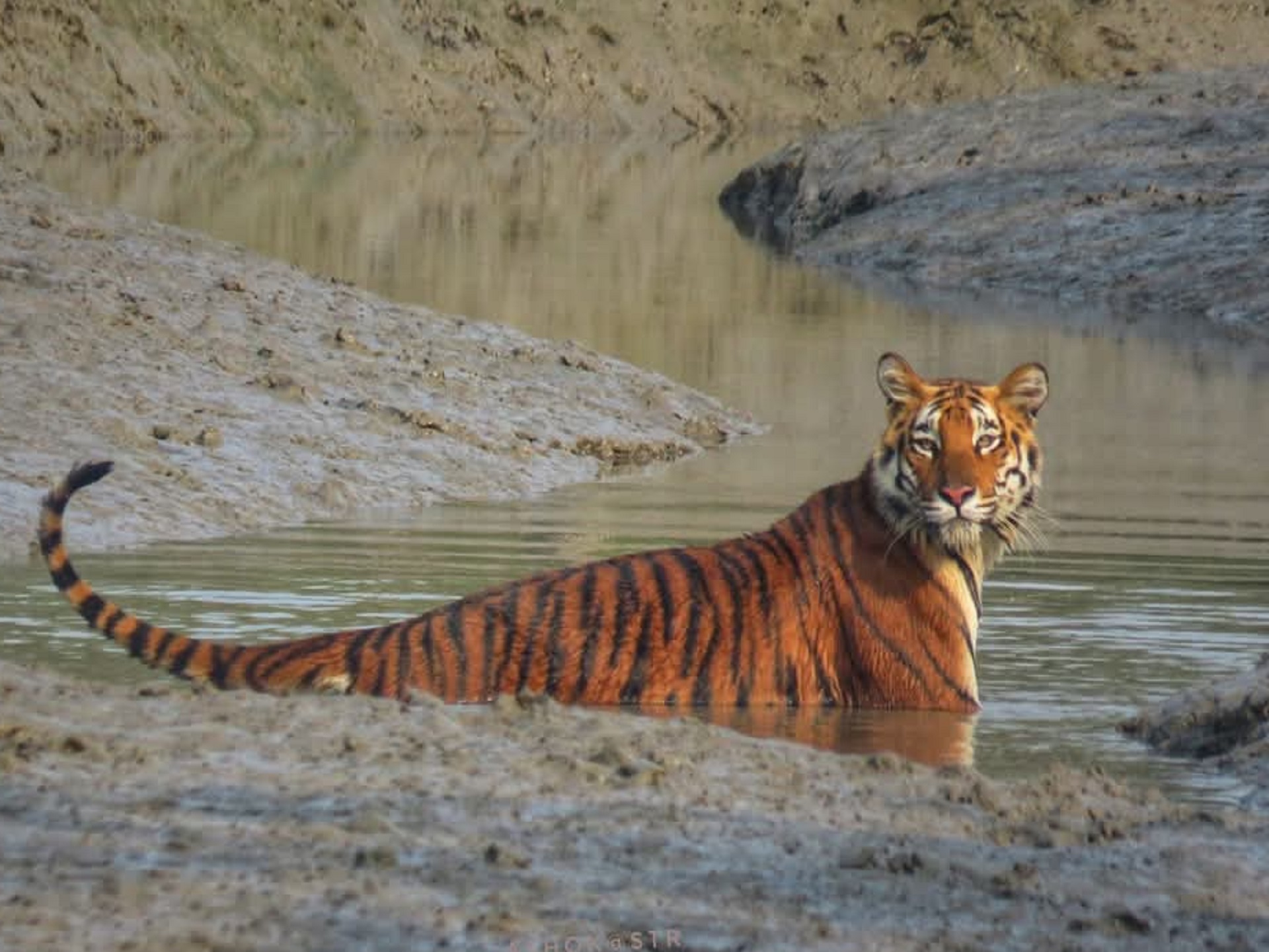 Tiger in the mud of Sundarban