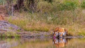 Tiger swiming in the water