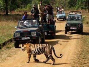 Jeep Safari and Tiger sighting in Kanha national park