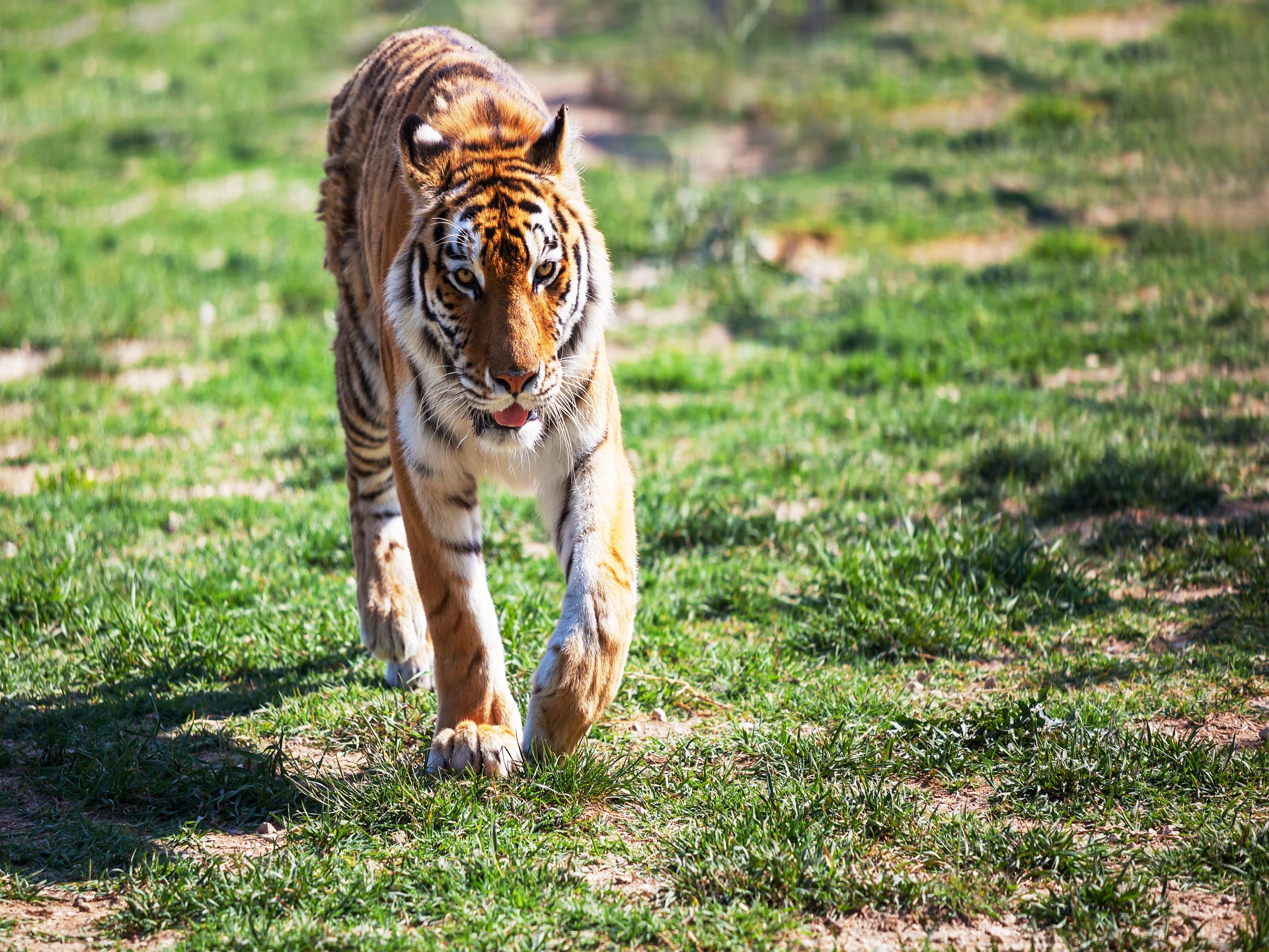 Tiger sighting in Bandhavgarh national park
