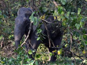 elephant in Chilapata forest