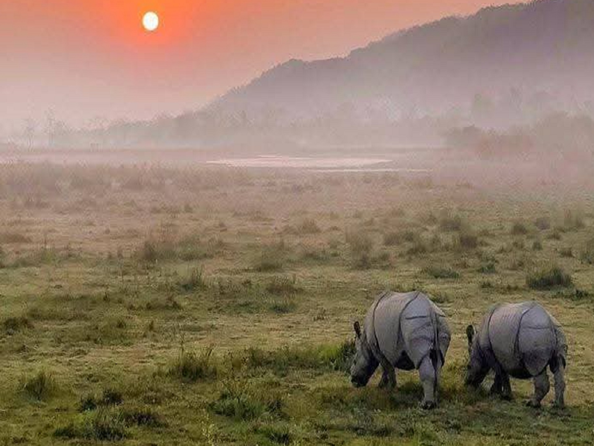 Rhino in Kaziranga