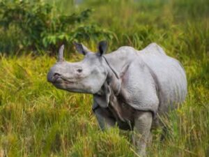 Rhno in Kaziranga forest