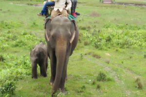 Big elphant and cub in elephant safari