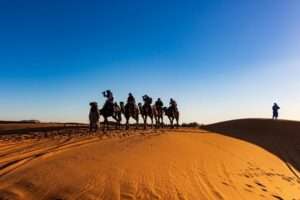 camel caravan in leh