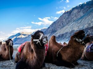 two horn Camels in Sayak