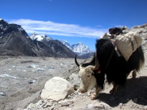 Yak in Leh