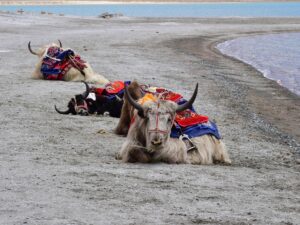 Leh ladakh Camels