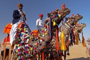 Colourfull Camel in Rajasthan