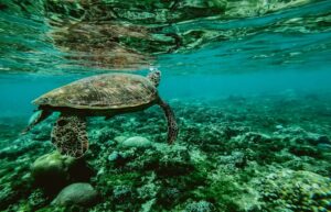 tortoise under north bay island