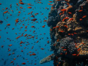 Under water in Ross Island