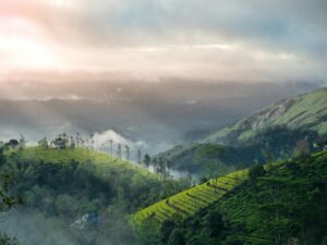 Kunnur Tea garden Kerala
