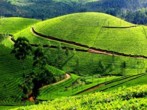 Munnar tea garden