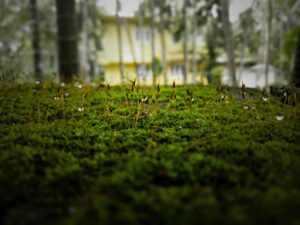 Munnar Tea garden