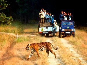Kanha tiger safari sighting