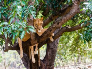 Lion on tree sasan gir