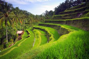 Tegallalang Rice Terrace Bali Indonesia