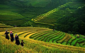 Vietnam Rice Terrace