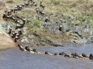 Wild beast Migration Tanzania