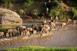 Wild elephants crossing river at great migration i Kenya