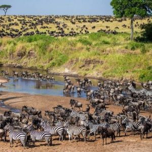 Great migration in kenya