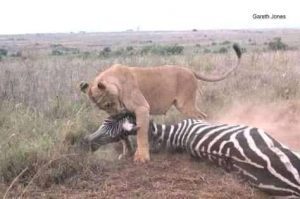Lion hunting a zebra in Masai mara forest kenya