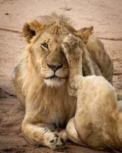 Big lion Masaimara