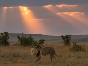 Lion in kenya