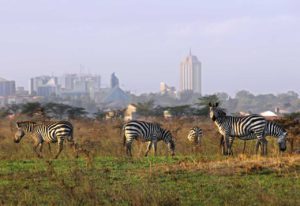 Zebra in Nairobi park