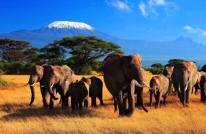Group of elephant Ambolesi