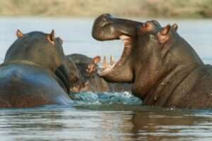Hippopotamus in Kenya safari