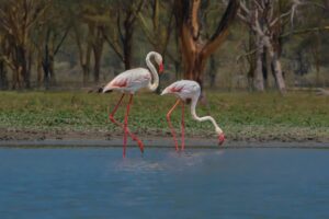 Big flamingos in Kenya Tanzania safari