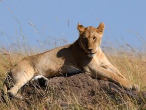Lion in Serengeti kenya tanzania tour