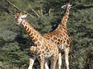 Giraffe in Kenya tour from India