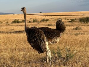 ostriches in Kenya tanzania tour
