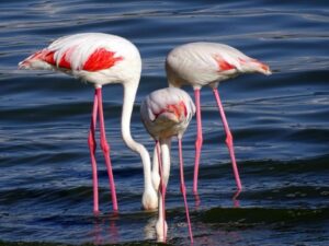 Greater Flamingos in lake nakaru