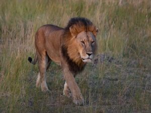 Lion in Masai mara