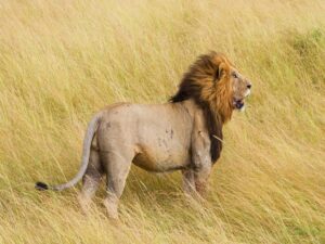 Masai mara game drive Kenya