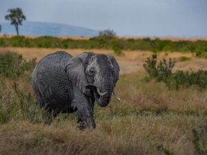 wild elephant in Kenya tour