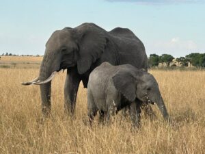 Wild elepahnt serengeti national park