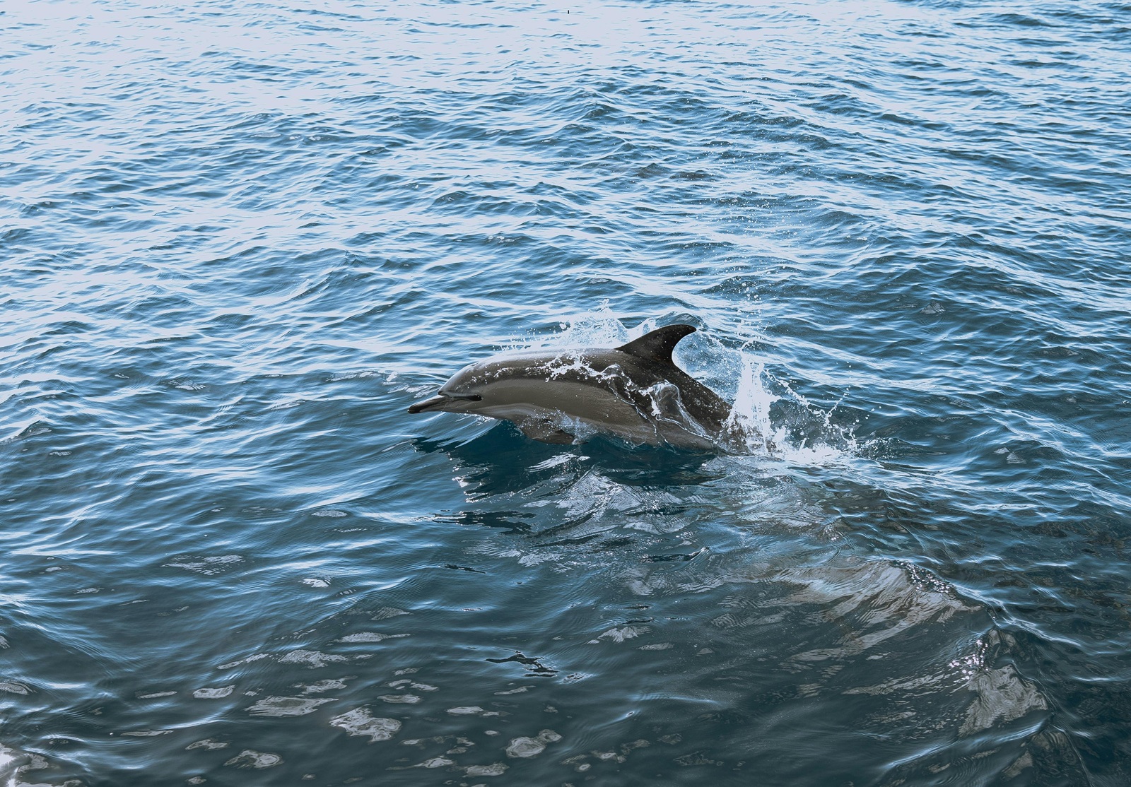Dolphin in new Zea land tour package