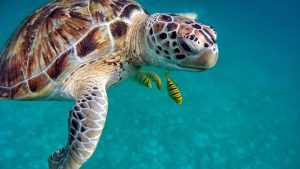 maldives-turtle-reaf-tour-maldives tour package