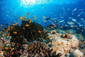 under water sports in Maldives tour
