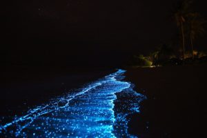 bioluminescent plankton in Maldives tour package