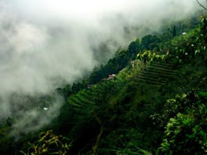 Darjeeling tea garden darjeeling tour package