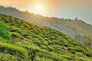darjeeling Tea garden, darjeeling tour