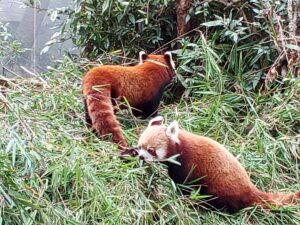 Red Panda in darjeeling zoo, darjeeling Package tour